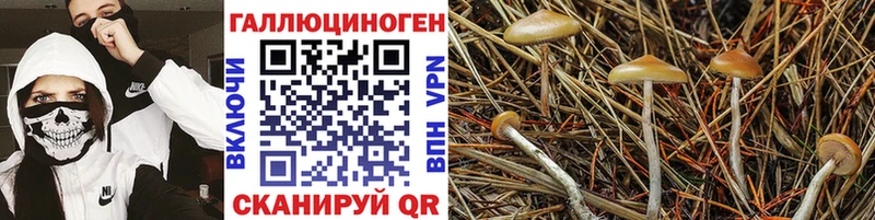 Галлюциногенные грибы Psilocybe Циолковский